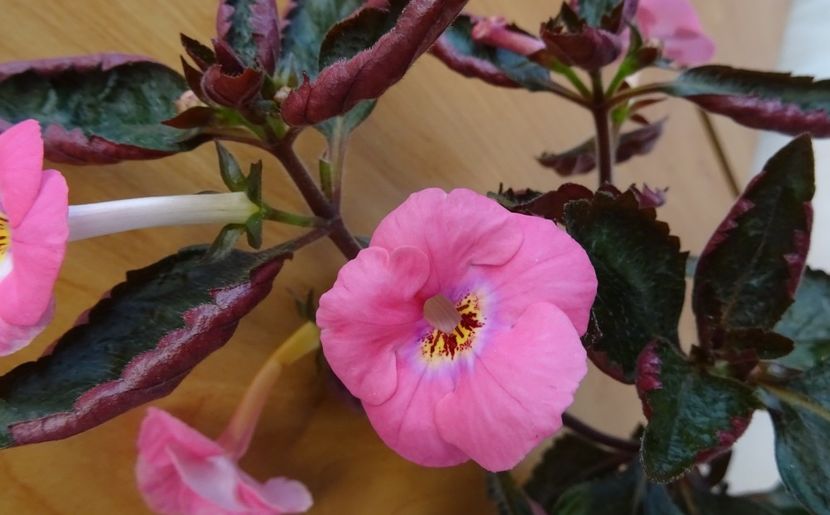  - 0001 2022 - BriD s FLOWER