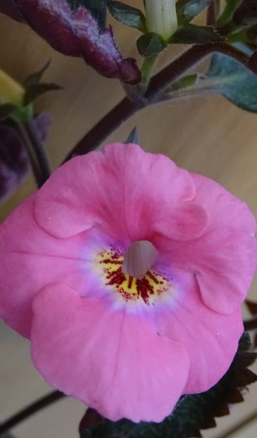  - 0001 2022 - BriD s FLOWER