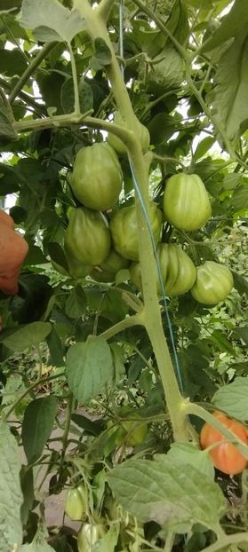  - Legume 2022