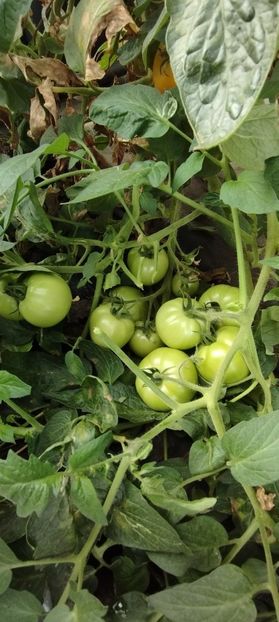  - Legume 2022