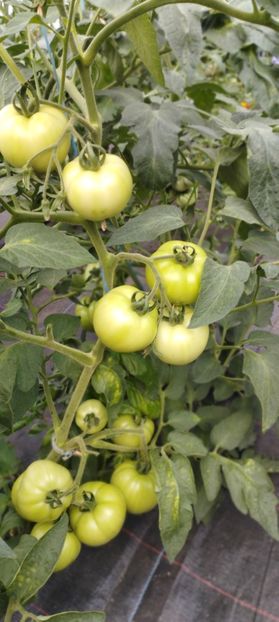  - Legume 2022