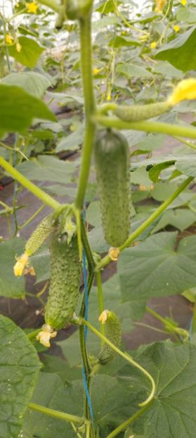  - Legume 2022