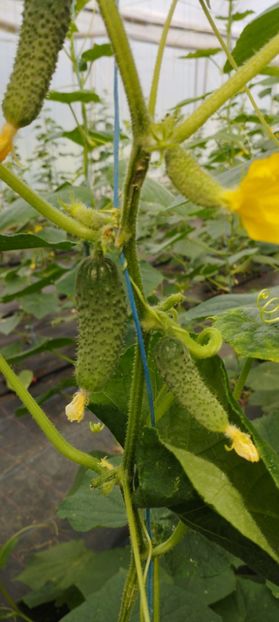  - Legume 2022