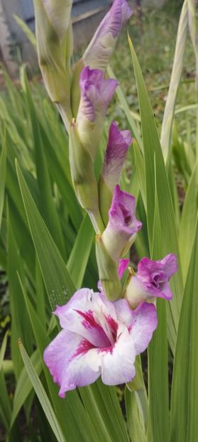  - Gladiole 2022
