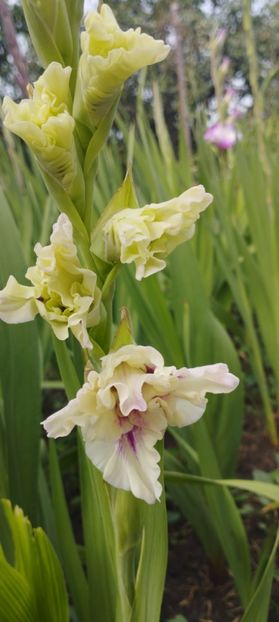  - Gladiole 2022