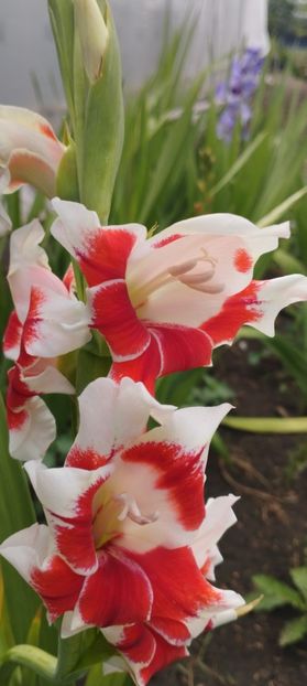  - Gladiole 2022