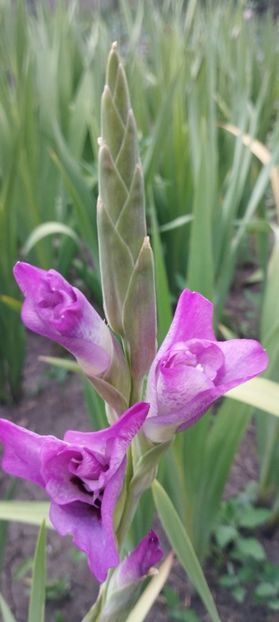  - Gladiole 2022