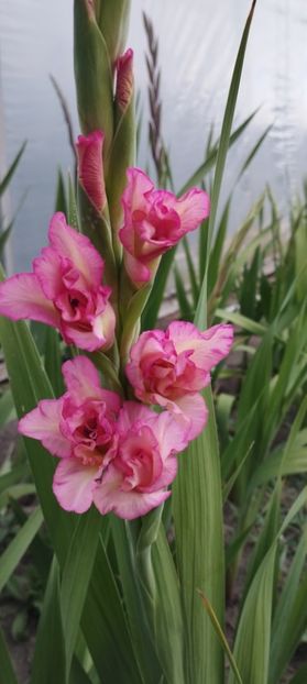  - Gladiole 2022