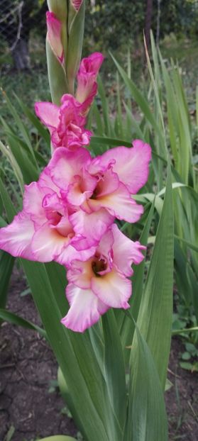  - Gladiole 2022