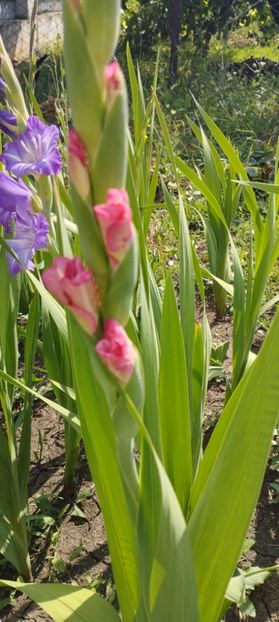  - Gladiole 2022