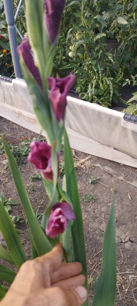 - Gladiole 2022