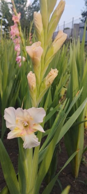  - Gladiole 2022