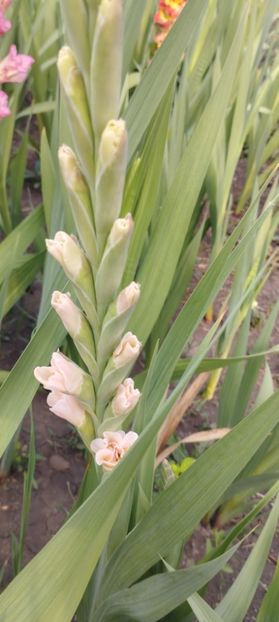  - Gladiole 2022