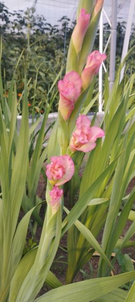  - Gladiole 2022