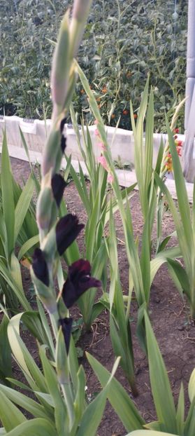  - Gladiole 2022