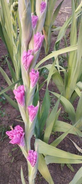  - Gladiole 2022
