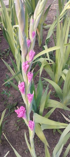  - Gladiole 2022
