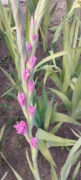  - Gladiole 2022