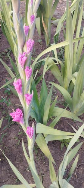  - Gladiole 2022