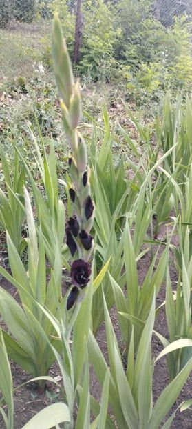 - Gladiole 2022