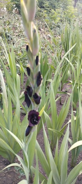  - Gladiole 2022