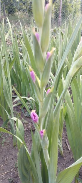  - Gladiole 2022