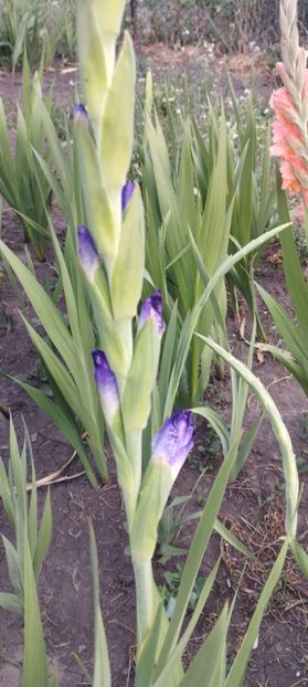  - Gladiole 2022