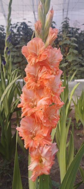  - Gladiole 2022