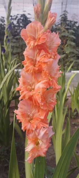  - Gladiole 2022