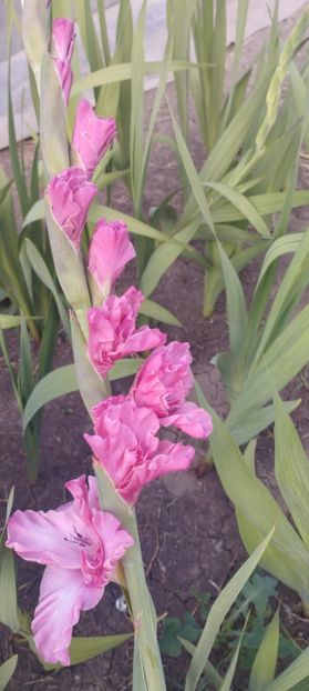  - Gladiole 2022