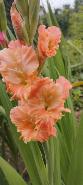 - Gladiole 2022