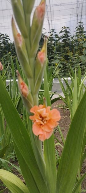  - Gladiole 2022