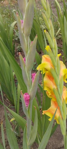  - Gladiole 2022