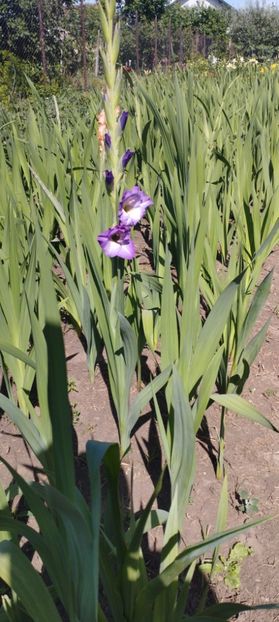  - Gladiole 2022