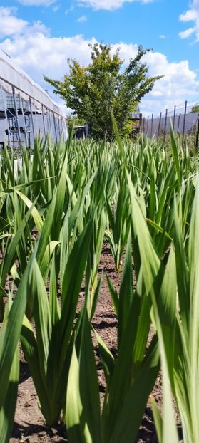  - Gladiole 2022