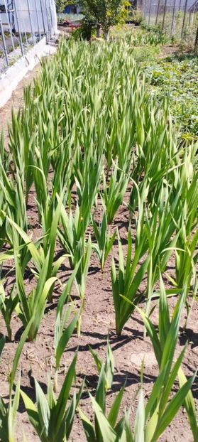  - Gladiole 2022