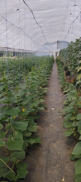  - Legume 2022