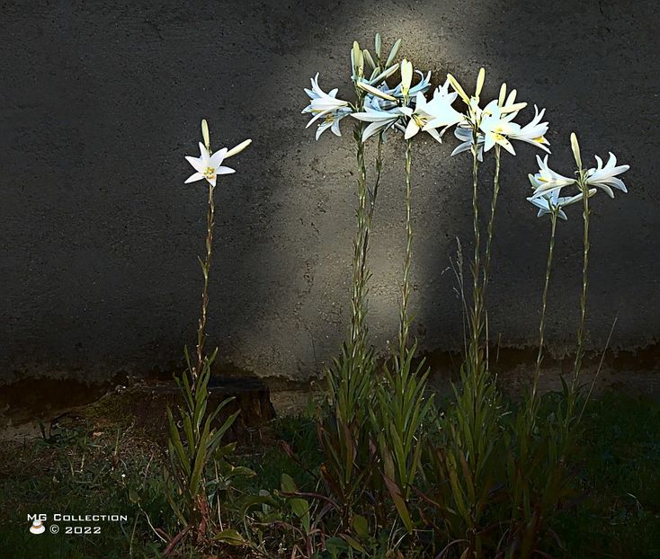+lis5297 - DECO ART