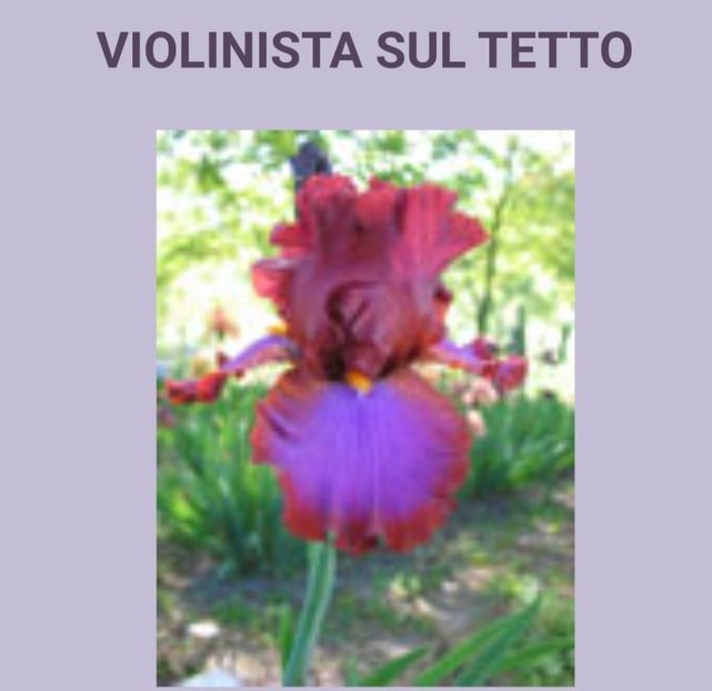  - Iriși achiziții 2022