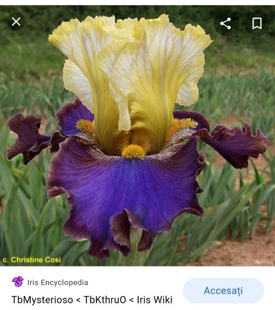  - Iriși achiziții 2022