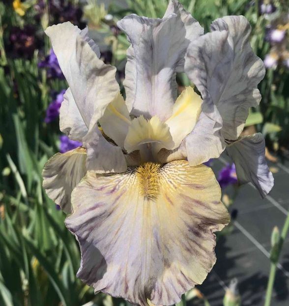  - Iriși achiziții 2022