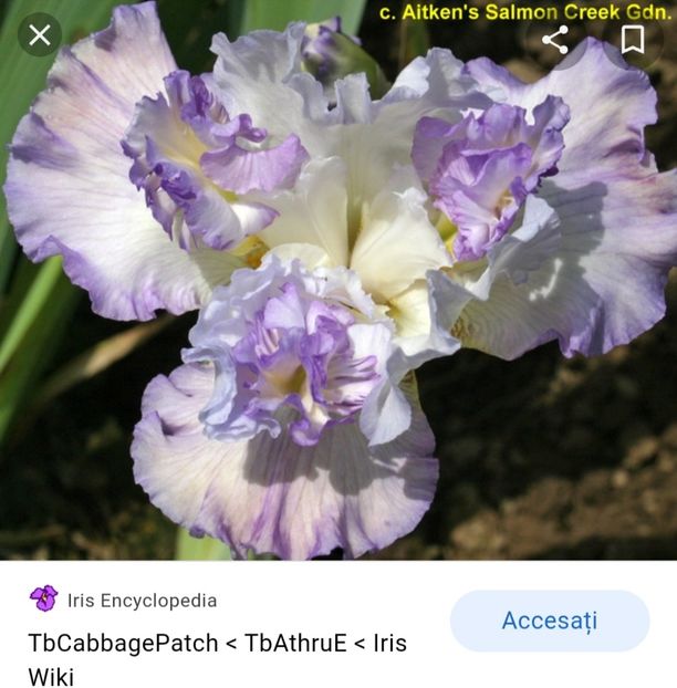  - Iriși achiziții 2022