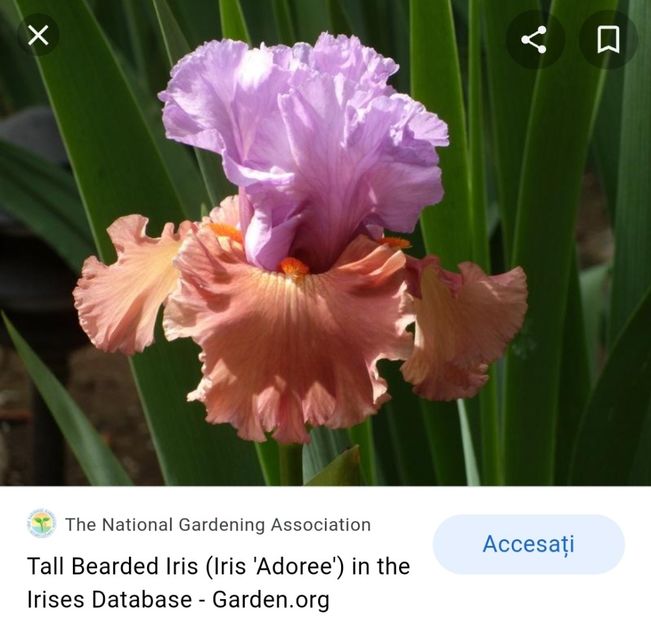  - Iriși achiziții 2022