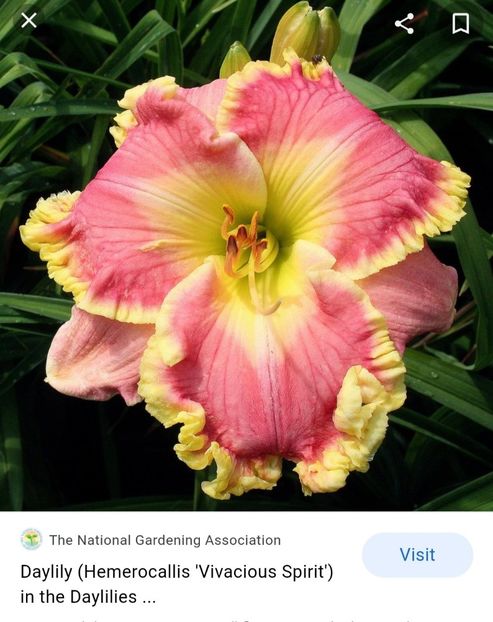  - Hemerocallis achiziții 2022