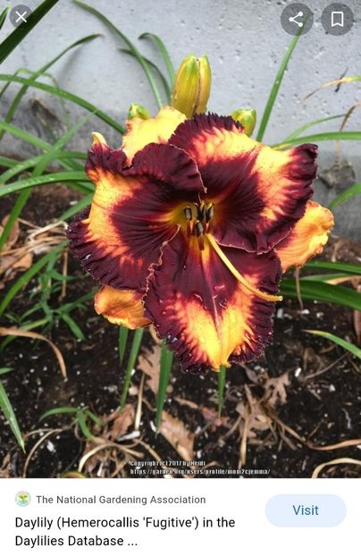  - Hemerocallis achiziții 2022
