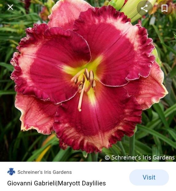  - Hemerocallis achiziții 2022