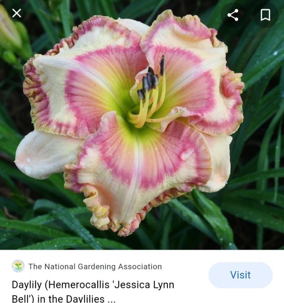  - Hemerocallis achiziții 2022