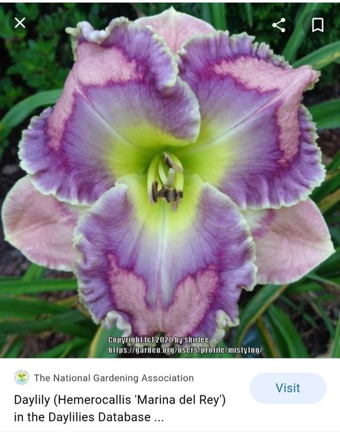  - Hemerocallis achiziții 2022