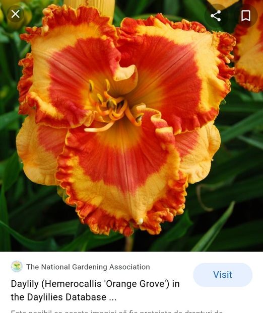  - Hemerocallis achiziții 2022