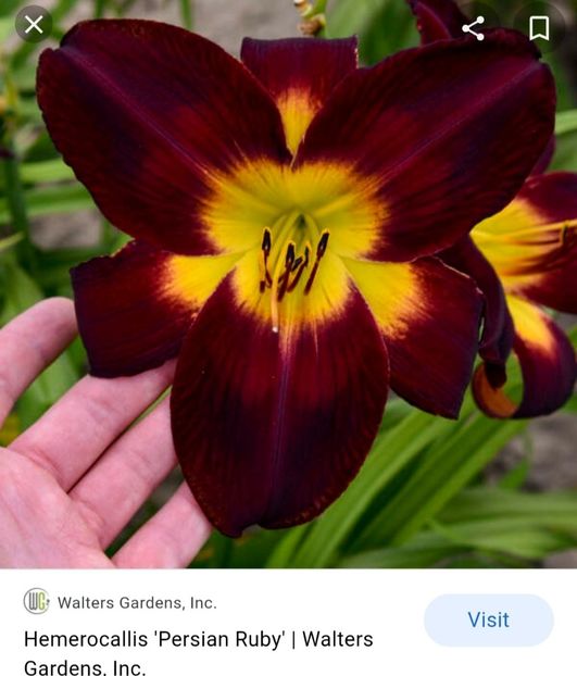  - Hemerocallis achiziții 2022